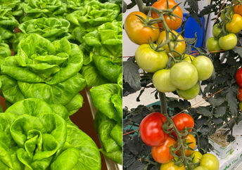 fresh pesticide-free produce grown hydroponically.