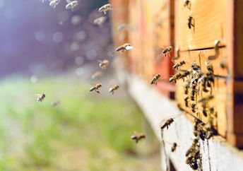 Bees are endangered.