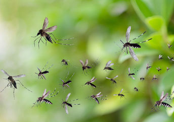 Mosquitos flying in the sunlight.