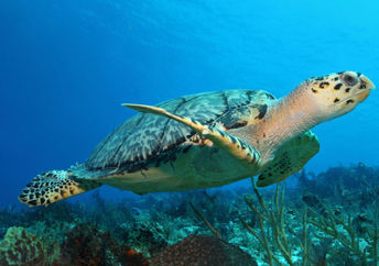 Close-up of a  baby turtle in the sea.