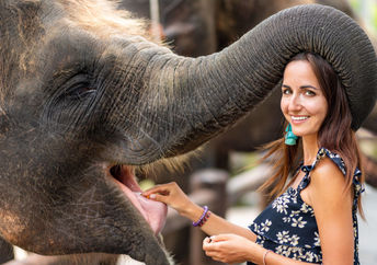 Elephant at the zoo with trainer..