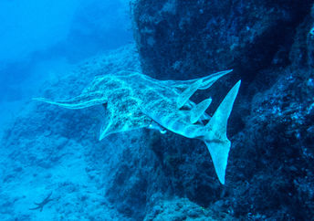 Angel shark swimming in the ocean.