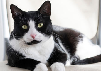 Black and white housecat.