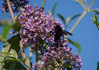 This native bee is in its natural habitat.