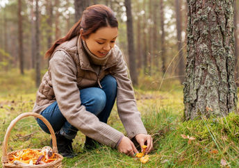 Picking mushrooms in a food forest.