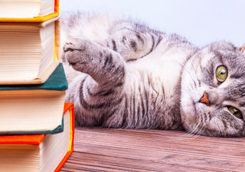 Gray tabby cat in a library.