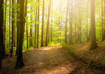 Forest trees with sidewalk of fallen leaves
