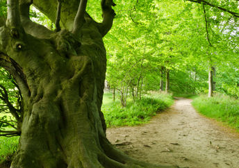 Ancient tree in Northumberland