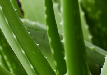 Aloe vera plants.