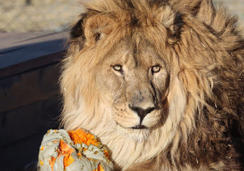 Reuben is his new home at the animal sanctuary.