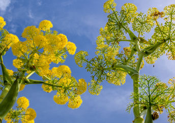 Flowering Ferula communis, against blue sky.