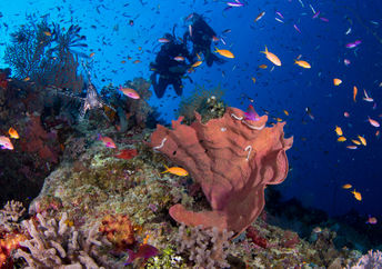 Coral, fish, and divers on the Great Barrier Reef.