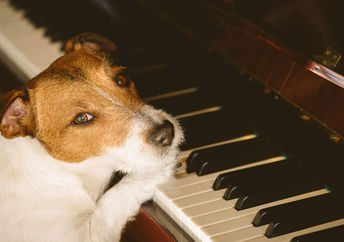 Musical dog