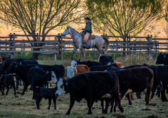 Rancher in Colorado.