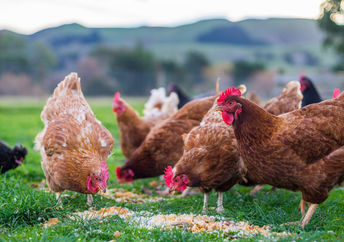 Chicken feathers have a new green use.
