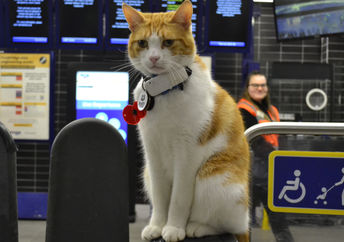Nala at the train station.