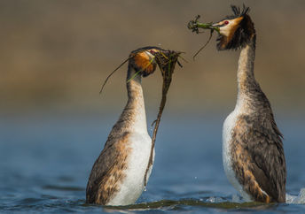 The mating dance of the pūteketeke.