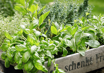 Edible herbs fresh from the garden.