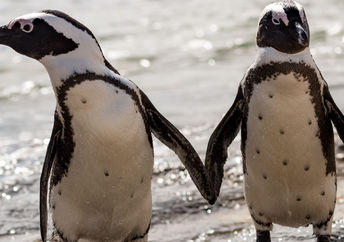 Two penguin friends.