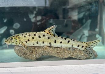 rediscovered Leopard barbel fish in a tank..
