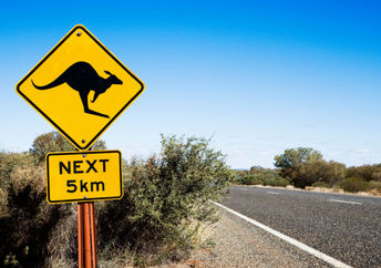 Kangaroo crossing in the Australian outback.