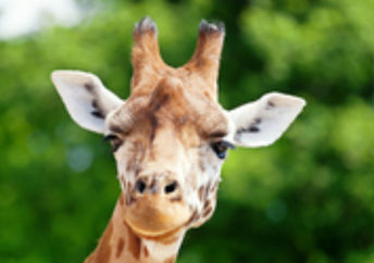 A giraffe in his natural habitat.