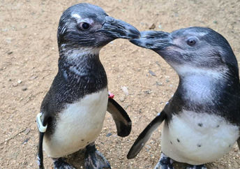 Penguin and Squid at Birdsworld.