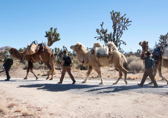 Camels in the Mojave desert.