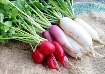 Globe and daikon radishes.
