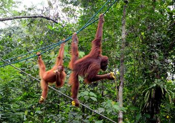 Two playful orangutan apes.
