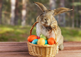 An adorable Easter bunny with colored eggs.