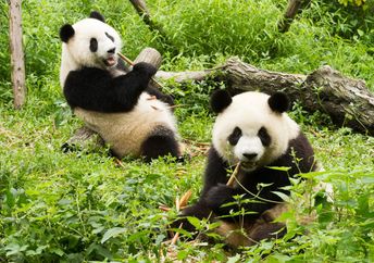 A pair of playful giant pandas.