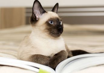 Cats and books go together.