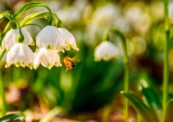 Bee gathering pollen from a spring snowflake flower.
