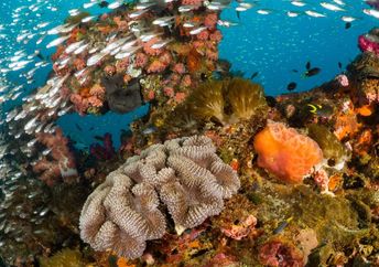 A vibrant coral reef teaming with marine life.