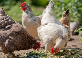 Chickens in a barnyard.