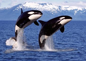 Orca whales off the coast of Canada.