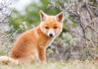 Baby fox in the wild.
