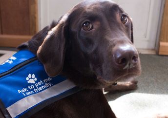 Therapy dogs can help people with anxiety.