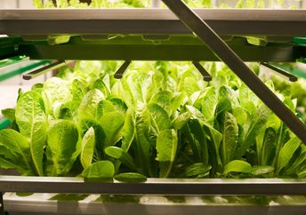 Vertically grown leafy greens.