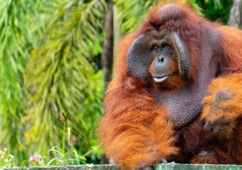 Male orangutan in Indonesia.