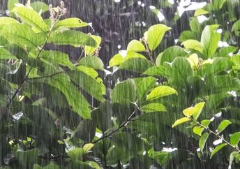 The sounds of nature are found in many popular songs.