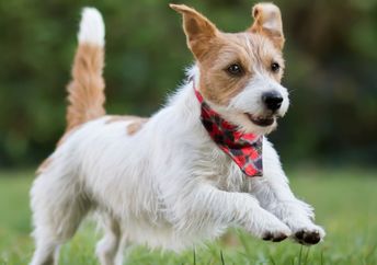 Helping shelter pets get adopted.