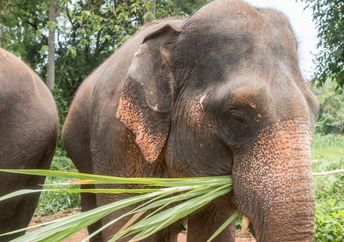 Contented elephants feeding at a sanctuary in Thailand.