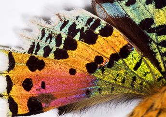 Details of a butterfly wing.