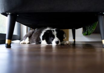 Adorable puppy hiding under the sofa at home.