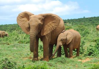 African elephant mother and calf.