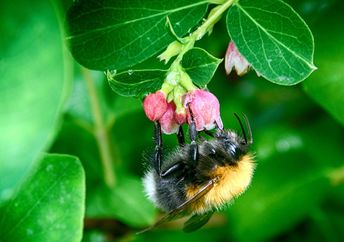 Bumblebee, Dunfermline, Scotland