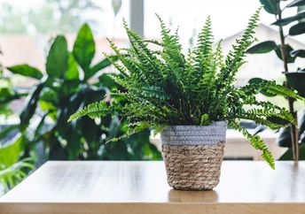 Boston ferns absorb moisture from the air.