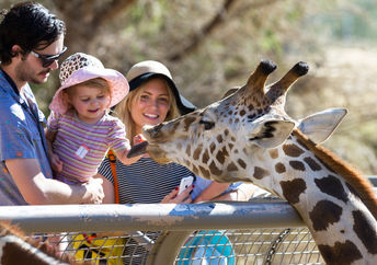 An interactive zoo experience.